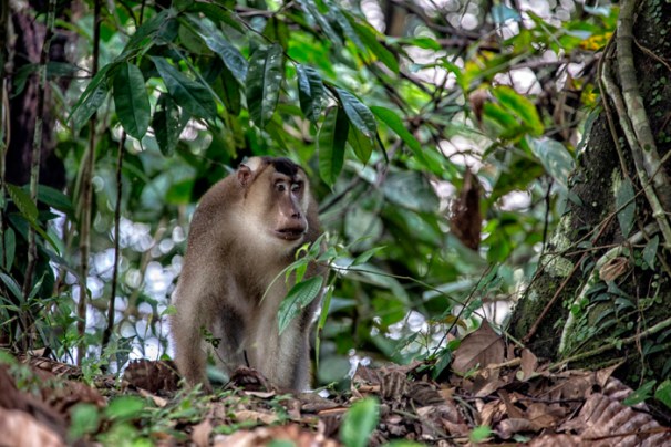 Bor_18EF_Alpha 2_HS_Conservaation_Danum8359