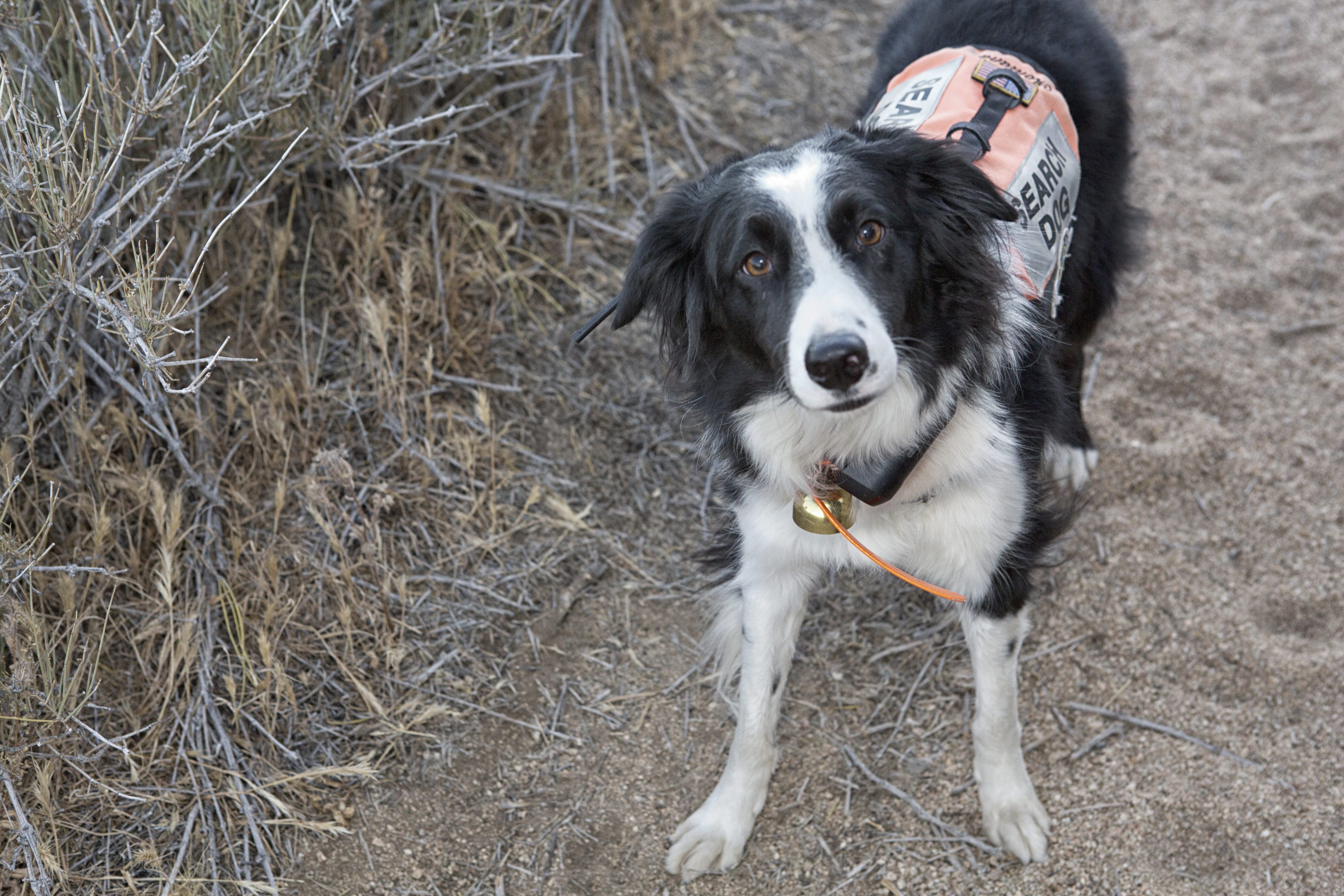 Search and Rescue Dog, Montana at beginning of search